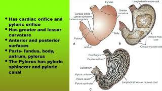 Stomach anatomy from Snell's anatomy