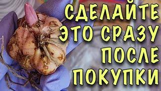 ЗАЦВЕТУТ И НЕ ПОГИБНУТ! Купили ЛИЛИИ с РОСТКОМ. ЧТО ДЕЛАТЬ и как сохранить ДО ПОСАДКИ В ГРУНТ