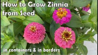 How to Grow Zinnia from Seed to Flower - in Borders and in Containers