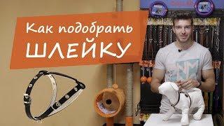 Как подобрать шлею для собаки?