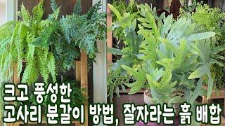 블루스타펀 고사리 분갈이 해요! 잘 자라는 고사리 흙 배합, 영양제 주는 시기,화분은 작고 잎은 풍성한 고사리 키우기
