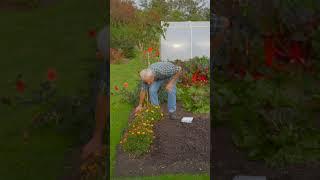 How to plant garlic in a no dig bed | Charles Dowding