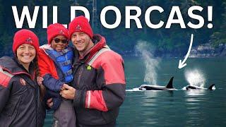 San Juan Island | We Saw WILD KILLER WHALES!