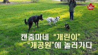 캐나다 이민 생활! 캔줌마+딸래미+개린이의 개공원 산책 브이로그 Vlog-캐나다 온타리오 우드스탁 시립 개공원을 가다