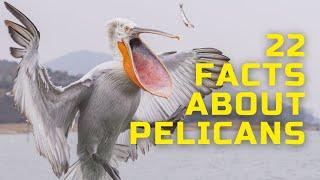 22 INTERESTING FACTS ABOUT PELICANS - INTERESTING FACTS ABOUT BIRDS