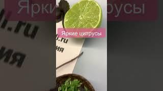 Необычный парфюм с базиликом