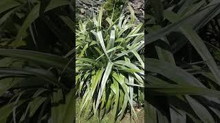 Astelia ‘silver shadow’