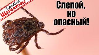 Как КЛЕЩ НАПАДАЕТ на человека? МАКРОСЬЕМКА кровопийц. Глазом так не рассмотришь!