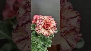 Адениум Mong Cam️