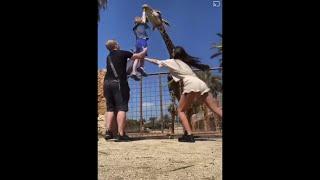 Funny kid feeding a giraffe and pulled up