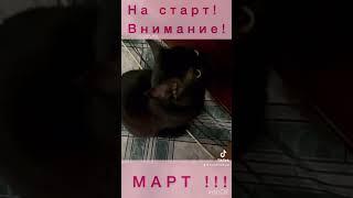 На старт! Внимание! МАРТ !!! || #Shorts