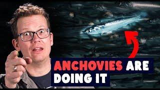 Anchovies Stir The Ocean By...Doing It