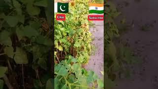 Village Beautiful Plants #shortsfeed #viral #imran #shorts