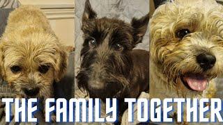 Morning Mooching with the whole family | Thorpeman | Terriers