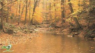 Playlist Of Relaxing Harp Music With Beautiful Nature