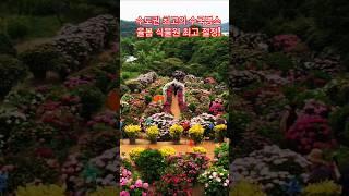 서울에서 딱 30분거리 #율봄식물원 #수국만개#수국명소
