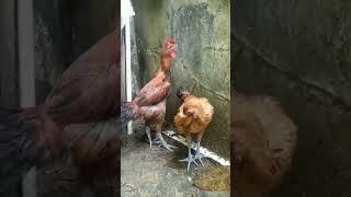 Ayam Pelung Mata Asem - Fish ID #ayampelung #shorts