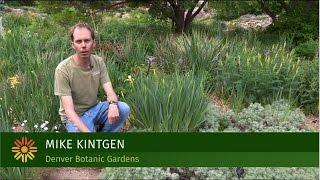 Plant Select Water-wise Groundcovers with Mike Kintgen