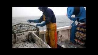 Pêche cotiere a la seiche à bord de l'Arenicole II (Dieppe)