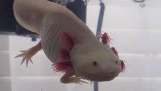 Handicapped Axolotl Floating in her Tank