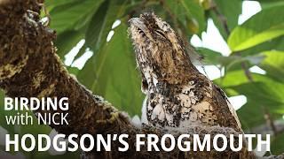 Hodgson's Frogmouth, the Weird Tree Mimic