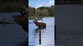 These deer have jokes #animals #uk #deer #rutting #stag #joke #wildlife #nature