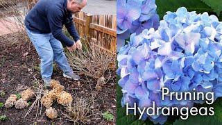 How to Prune Hydrangeas