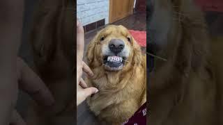 ️ #puppy #dog #bubbles