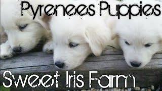 Great Pyrenees Puppies