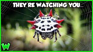 EVERY Spider in Your Backyard… and what they’re doing there (ft. @travismcenery2919 )