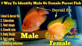 7 Way To Identify Male Or Female Parrot Fish