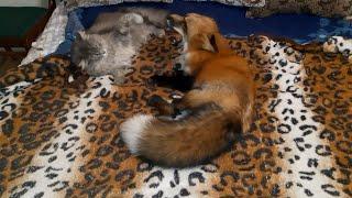 ЛисЯша с котом ложатся спать после прогулки. The Fox and the cat go to sleep