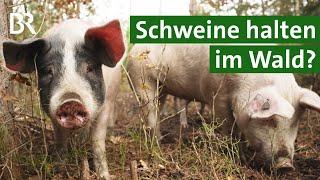 Wenn aus dem Hausschwein ein Waldschwein wird: Tiere halten im Hutewald | Unser Land | BR