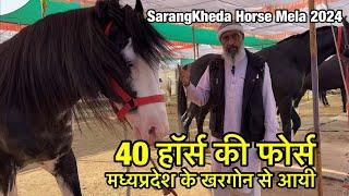 40 हॉर्स की फ़ोर्स एक ही जगह देश के टॉप लाइन वाले स्टेलियन घोड़ियाँ | sarangkheda horse market 2024