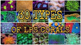 30 TYPES OF LPS CORALS