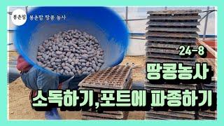 봉춘팜 땅콩농사 | 땅콩 소독하는 방법, 트레이에 모종 만드는 방법