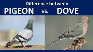 PIGEON vs DOVE Differences and Similarities ? - A short Columbiform documentary, Coto de Caza, CA