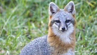 Grey fox trapping:  Proper Guidance at Dirt Hole set