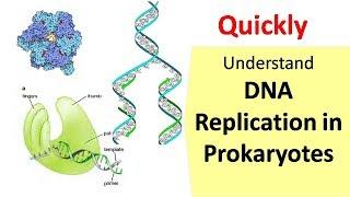 DNA Replication in Prokaryotes