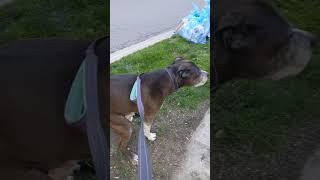 milo drops a deuce on a tree bag