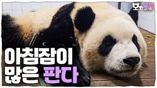 [Owadungdung] ep.30: “5 More Minutes...” Rui & Hui’s Morning  + Beauty Model Le Bao│ Panda World