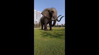 Elephants in the park# Elephants# Effects