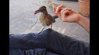 Friendly Roadrunner