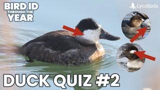 Diving Duck ID Quiz (Waterfowl Identification Pt. 8)