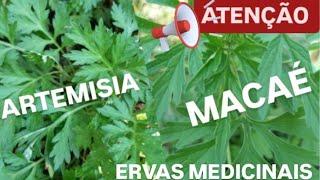 ARTEMÍSIA E MACAÉ: CONHEÇA A DIFERENÇA E BENEFÍCIOS DESSAS ERVAS MEDICINAIS!