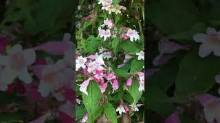  Весна. Чудесное Преображение Природы 15 | Incredibile Trasformazione Primaverile della Natura
