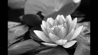 Guided Forgiveness Meditation -30 min with Transcript