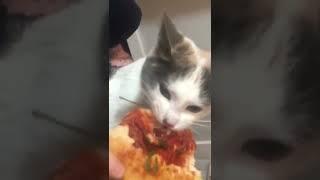 Kitty Goes Berserk for Pizza