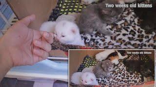 2 weeks old kittens | Cute Little Adorable Kittens