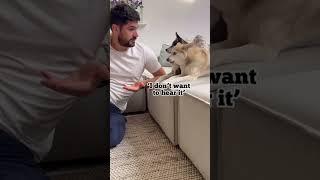 The constant look backs  #fyp  #fypage  #foryou #parati #fypツ  #dog#doggo#dogs #dogmeme#shortvideo